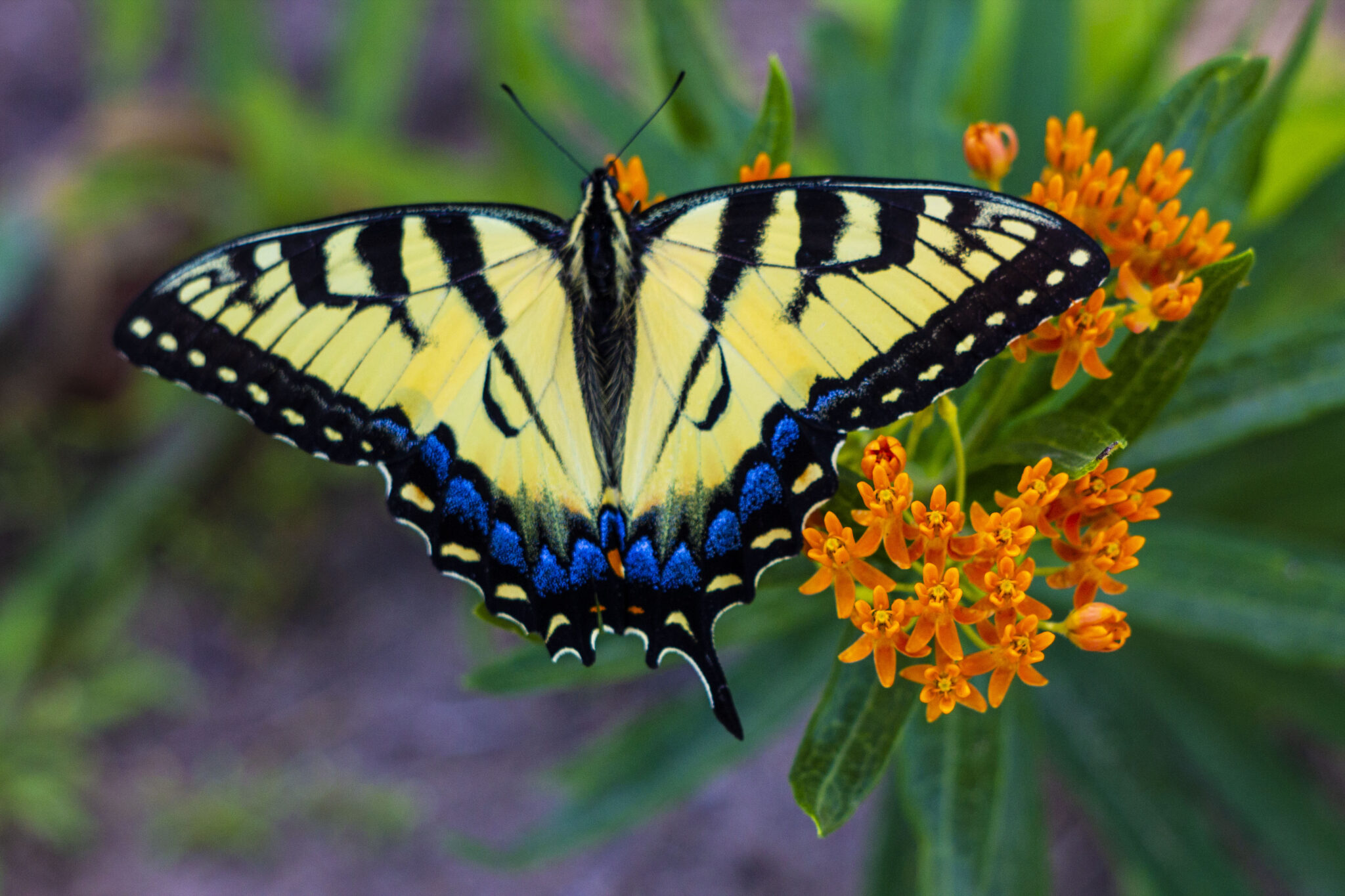 Nature Fest WoodWind Park